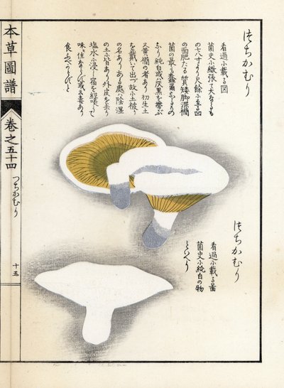 Paddenstoelen: melkpeper - Japanse prent door Kanen Iwasaki (1786-1842), uit Honzo Zufu, illustratieve gids voor geneeskrachtige planten door Unbekannter Künstler