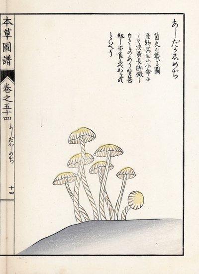 Paddenstoelen: shimeji ashitaka - Japanse prent door Kanen Iwasaki, uit Honzo Zufu, illustratieve gids voor geneeskrachtige planten door Unbekannter Künstler