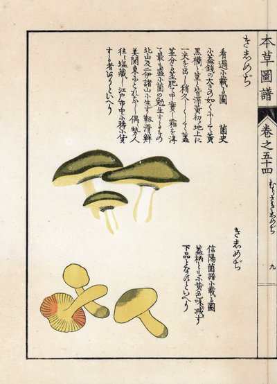 Paddenstoelen: variëteiten van equestrische tricholomen of ridders (of gelen) - Japanse prent door Kanen Iwasaki, uit Honzo Zufu, illustratieve gids voor geneeskrachtige planten door Unbekannter Künstler
