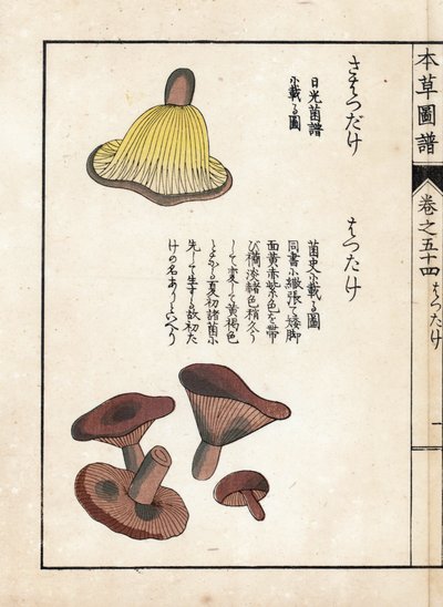 Paddenstoelen: variëteiten van melk precoces (eetbaar) - Japanse prent door Kanen Iwasaki, uit Honzo Zufu, illustratieve gids voor geneeskrachtige planten door Unbekannter Künstler