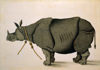Neushoorn mogelijk uit de Francis Buchanan Collectie, c.1800, kunstenaar onbekend door Unbekannter Künstler