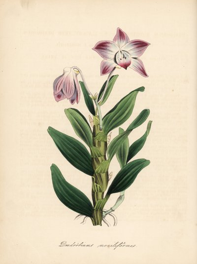 Halsketting-stengel dendrobium of sekikoku orchidee, Dendrobium moniliforme door Unbekannter Künstler