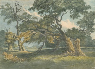 Needwood - Eik: aquarel schilderij, nd [?19e eeuw] door Unbekannt