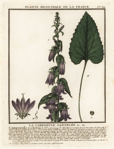 Brandnetelklokje, Campanula trachelium. door Unbekannter Künstler