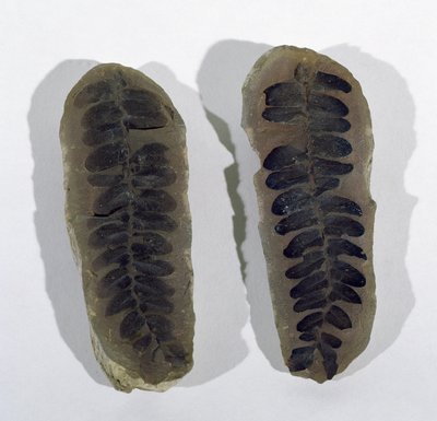 Neuropteris (Frond van Zeevaren) gevonden in Coseley, Staffordshire, Boven-Carboonperiode door Unbekannt