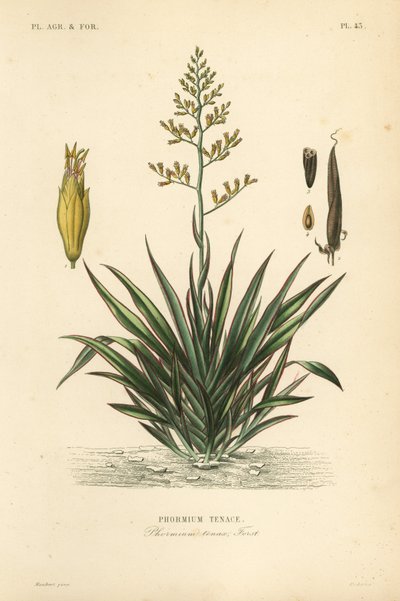 Nieuw-Zeelands vlas of harekeke, Phormium tenax door Unbekannt