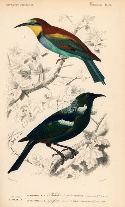 Nieuw-Zeelandse tui-vogel, Prosthemadera novaeseelandiae, en Europese bijeneter, Merops apiaster. Handgekleurde gravure door Fournier naar een illustratie door Edouard Travies uit Charles d
