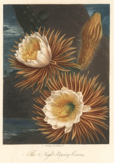 Nachtbloei van de drakenfruitplant of pitaya. Gravure, uit The Temple of Flora, door Dr. Robert Thornton door Unbekannter Künstler