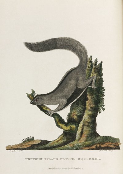 Norfolk Island vliegende eekhoorn, Australië, c 1788 door Unbekannter Künstler