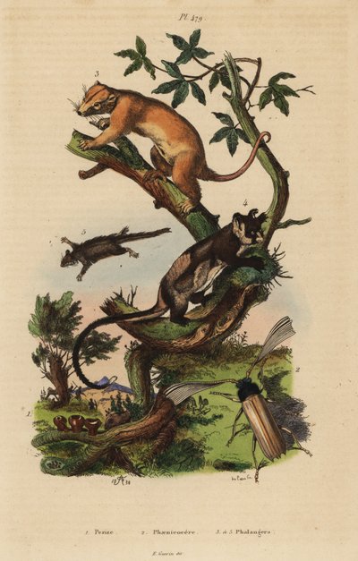 Noordelijke gewone koeskoes, Phalanger orientalis 3, geelbuikglijder, Petaurus australis 4, veerstaartglijder, Acrobates pygmaeus 5, Peziza schimmel 1 en Psygmatocerus wagleri kever 2 door Unbekannt