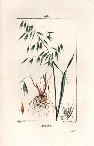 Haver Cultivee of Byzantijnse haver - Gravure door Lambert fils, naar een tekening van Pierre Jean Francois Turpin, uit La flore medicale, door Chaumeton, Poiret et Chamberet, Parijs 1830 - Haver, Avena sativa door Unbekannter Künstler