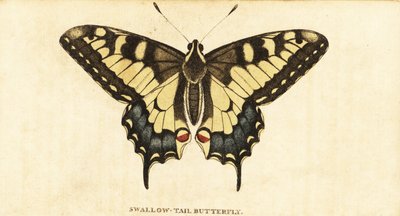 Oude Wereld koninginnenpage, Papilio machaon door Unbekannter Künstler