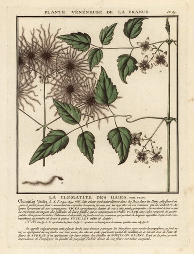 Bosrank, Clematis vitalba door Unbekannter Künstler