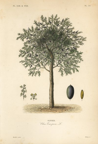 Olijfboom, Olea europaea, olivier door Unbekannt