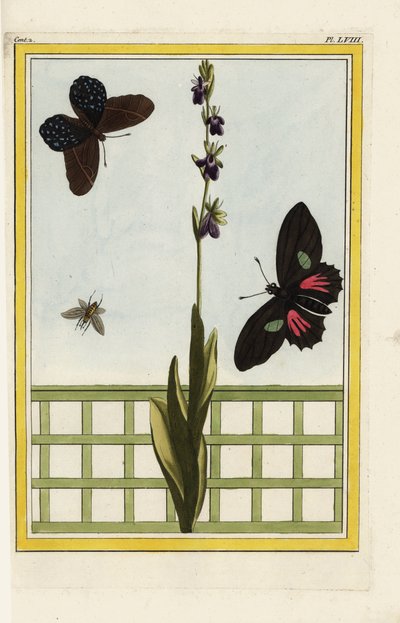 Ophrise heeft insectvormige bloemen. Vliegenorchidee, Ophrys insectifera. Doris longwing, Heliconius doris. Handgekleurde ets uit Pierre Joseph Buchoz 