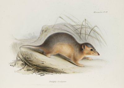 Opossum, ca. 1832-1836 door Unbekannt