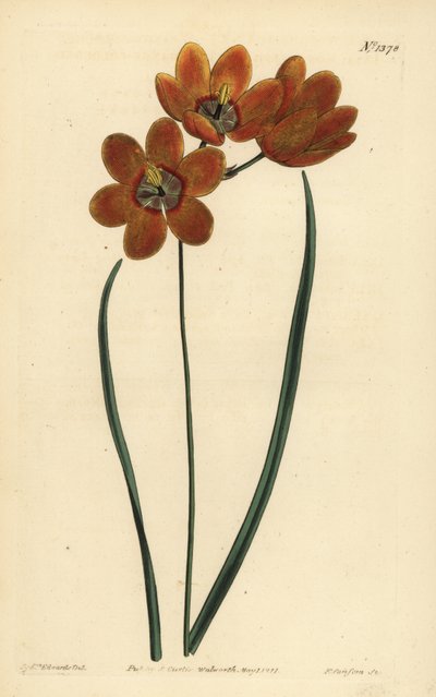 Oranje gekleurde monadelphous ixia, Ixia monadelpha door Unbekannt
