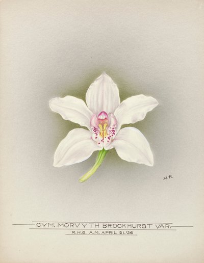 Orchidee door Unbekannter Künstler