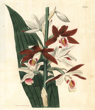 Orchideeënvariëteit Bifrenaria - Grote moerasorchidee Phaius tankervilleae (Lady Tankerville