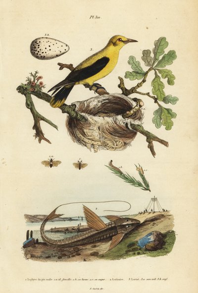 Oriole merel, Gymnomystax mexicanus, nest en eieren, chocolade loricarid gepantserde meerval, Loricaria cataphracta, en dennenbladwesp, Neodiprion sertifer door Unbekannt