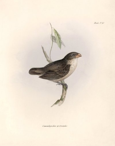 Ornithologie: Camarhynchus psittaculus of Geospize psittacin Beschrijving van een zangvogel door Charles Darwin (1809-1882) waargenomen tijdens zijn expeditie aan boord van de Beagle. Plaat uit The zoology of the voyage of H.M.S. Beagle. Deel III, Vogels b door Unbekannter Künstler