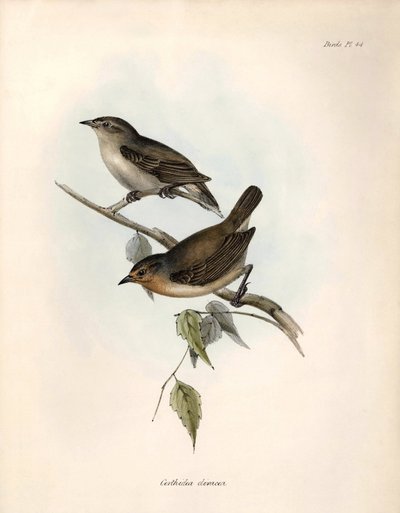 Ornithologie: 