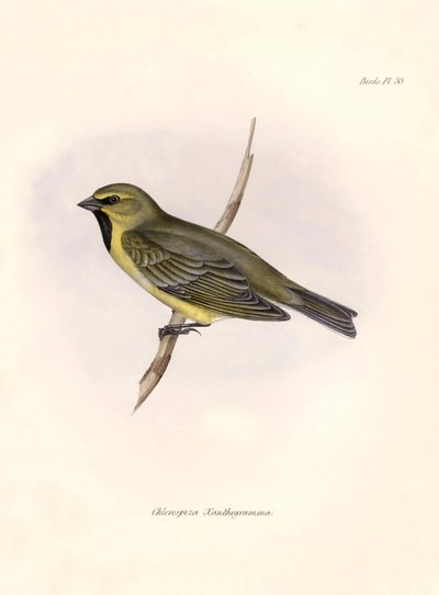 Ornithologie: Chlorospiza xanthogramma Beschrijving van een zangvogel door Charles Darwin (1809-1882) waargenomen tijdens zijn expeditie aan boord van de Beagle. Plaat uit The zoology of the voyage of H.M.S. Beagle. Deel III, Vogels beschreven door John Go door Unbekannter Künstler