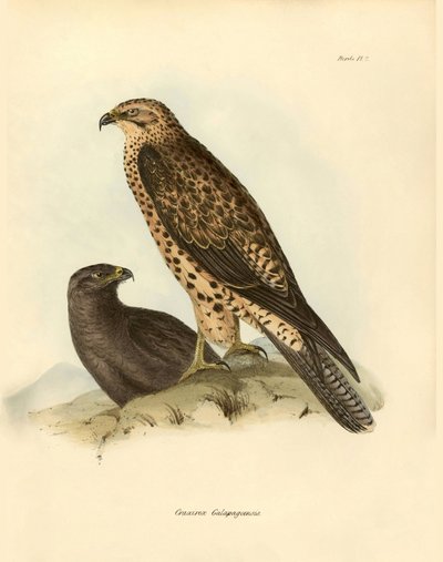 Ornithologie: 