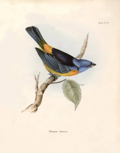 Ornithologie: Darwin