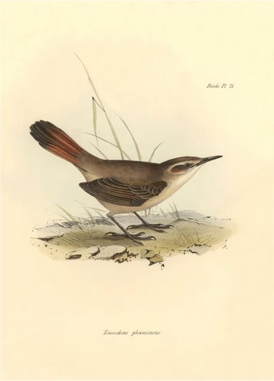 Ornithologie: Eremobius phoenicurus beschreven door Charles Darwin tijdens zijn expeditie aan boord van de Beagle. Plaat uit The zoology of the voyage of H.M.S. Beagle. Deel III, Vogels beschreven door John Gould, met opmerking over hun gewoonten door Char door Unbekannter Künstler
