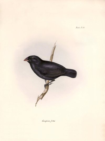 Ornithologie: 