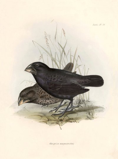 Ornithologie: Geospiza magnirostris of geospize een grote snavel Beschrijving van een zangvogel door Charles Darwin (1809-1882) geobserveerd tijdens zijn expeditie aan boord van de Beagle. Plaat uit The zoology of the voyage of H.M.S. Beagle. Deel III, Vog door Unbekannter Künstler