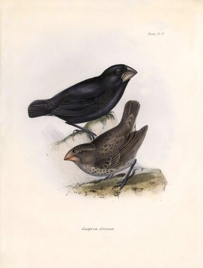 Ornithologie: Geospiza strenua of geospize Beschrijving van een zangvogel door Charles Darwin (1809-1882) waargenomen tijdens zijn expeditie aan boord van de Beagle. Plaat uit The zoology of the voyage of H.M.S. Beagle. Deel III, Vogels beschreven door Joh door Unbekannter Künstler