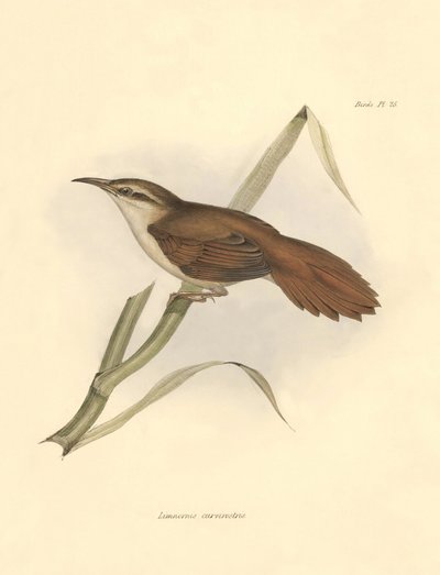 Ornithologie: Limnornis curvirostris van de furnariid familie beschreven door Charles Darwin tijdens zijn expeditie aan boord van de Beagle. Plaat uit The zoology of the voyage of H.M.S. Beagle. Deel III, Vogels beschreven door John Gould, met opmerking ov door Unbekannter Künstler