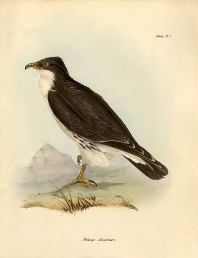 Ornithologie: 