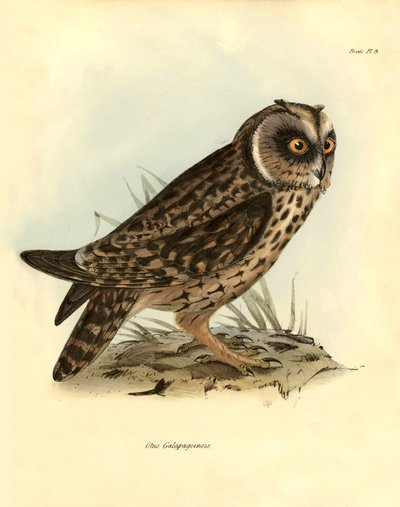 Ornithologie: 