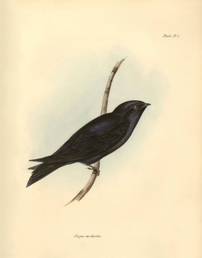 Ornithologie: Progne modestus van de zwaluwfamilie beschreven door Charles Darwin tijdens zijn expeditie aan boord van de Beagle. Plaat uit The zoology of the voyage of H.M.S. Beagle. Deel III, Vogels beschreven door John Gould, met opmerking over hun gewo door Unbekannter Künstler