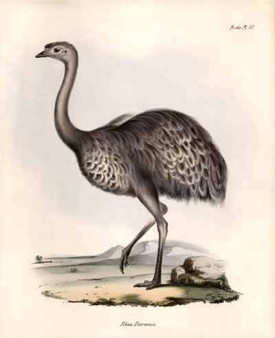Ornithologie: Rhea Darwinii Nandou de Darwin geobserveerd en beschreven door Charles Darwin tijdens zijn expeditie aan boord van de Beagle. Plaat uit The zoology of the voyage of H.M.S. Beagle. Deel III, Vogels beschreven door John Gould, met opmerking ove door Unbekannter Künstler