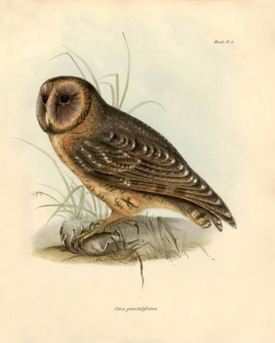 Ornithologie: 