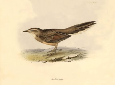 Ornithologie: Synallaxis major beschreven door Charles Darwin tijdens zijn expeditie aan boord van de Beagle. Plaat uit The zoology of the voyage of H.M.S. Beagle. Deel III, Vogels beschreven door John Gould, met opmerking over hun gewoonten door Charles D door Unbekannter Künstler