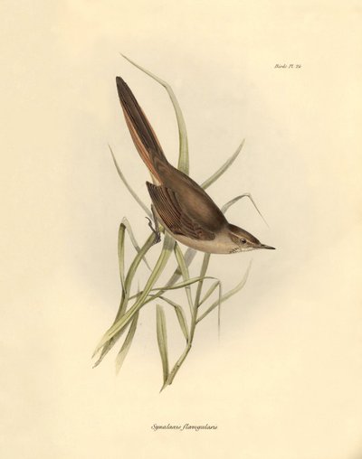 Ornithologie: Synallaxis rufogularis beschreven door Charles Darwin tijdens zijn expeditie aan boord van de Beagle. Plaat uit The zoology of the voyage of H.M.S. Beagle. Deel III, Vogels beschreven door John Gould, met opmerking over hun gewoonten door Cha door Unbekannter Künstler