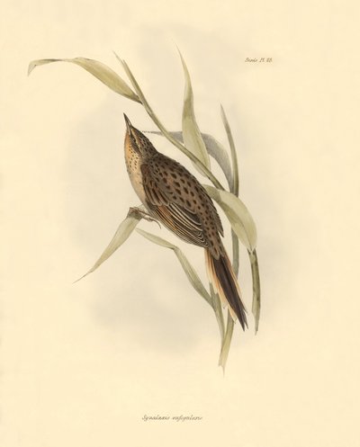 Ornithologie: Synallaxis rufogularis beschreven door Charles Darwin tijdens zijn expeditie aan boord van de Beagle. Plaat uit The zoology of the voyage of H.M.S. Beagle. Deel III, Vogels beschreven door John Gould, met opmerking over hun gewoonten door Cha door Unbekannter Künstler