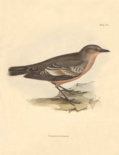 Ornithologie: De Taenioptera variegata beschreven door Charles Darwin tijdens zijn ontdekkingsreis aan boord van de Beagle. Plaat uit The Zoology of the voyage of H.M.S. Beagle onder het bevel van kapitein Fitzroy tijdens de jaren 1832 tot 1836 door Unbekannter Künstler