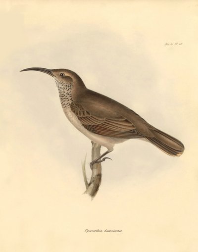 Ornithologie: De Upercerthia dumetaria beschreven door Charles Darwin tijdens zijn ontdekkingsreis aan boord van de Beagle. Plaat uit The Zoology of the voyage of H.M.S. Beagle onder het bevel van kapitein Fitzroy tijdens de jaren 1832 tot 1836 bewerkt en  door Unbekannter Künstler