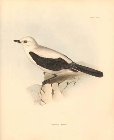 Ornithologie: De fluvicola azarea of vliegenvanger beschreven door Charles Darwin tijdens zijn ontdekkingsreis aan boord van de Beagle. Plaat uit The Zoology of the voyage of H.M.S. Beagle onder het bevel van kapitein Fitzroy tijdens de jaren 1832 tot 1836 door Unbekannter Künstler