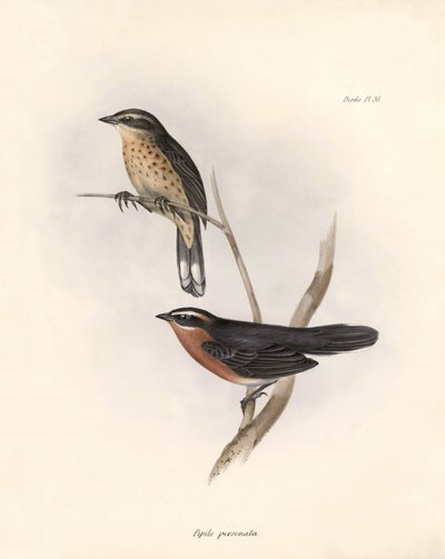 Ornithologie: Tohi (of pipilo) Beschrijving van een zangvogel door Charles Darwin (1809-1882) geobserveerd tijdens zijn expeditie aan boord van de Beagle. Plaat uit The zoology of the voyage of H.M.S. Beagle. Deel III, Vogels beschreven door John Gould, me door Unbekannter Künstler