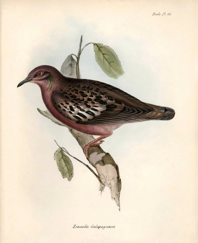 Ornithologie: "Zenaida Galapagoensis" Galapagosduif waargenomen en beschreven door Charles Darwin tijdens zijn expeditie aan boord van de Beagle. Plaat uit "The zoology of the voyage of H.M.S. Beagle. Flight. III, Birds described by John Gould" door Unbekannter Künstler