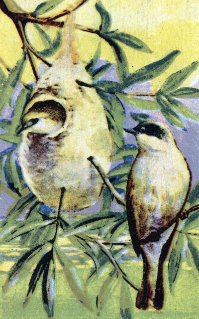 Ornithologie: remiz (Remiz pendulinus) door Unbekannter Künstler