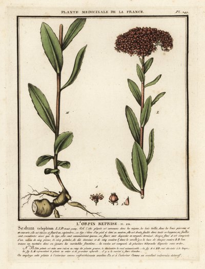 Hemelsleutel, Sedum telephium door Unbekannter Künstler