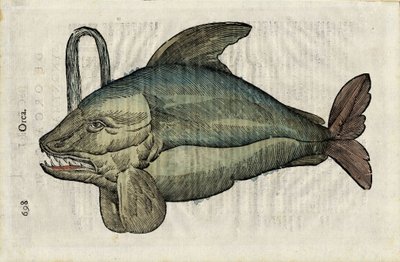Orka (monsterlijke weergave van de orka of epaulard) in "Ulyssis Aldrouandi... De piscibus libri V et de cetis lib. vnus" door Ioannes Cornelius Vteruerius door Unbekannter Künstler